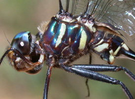 Treetop Emerald